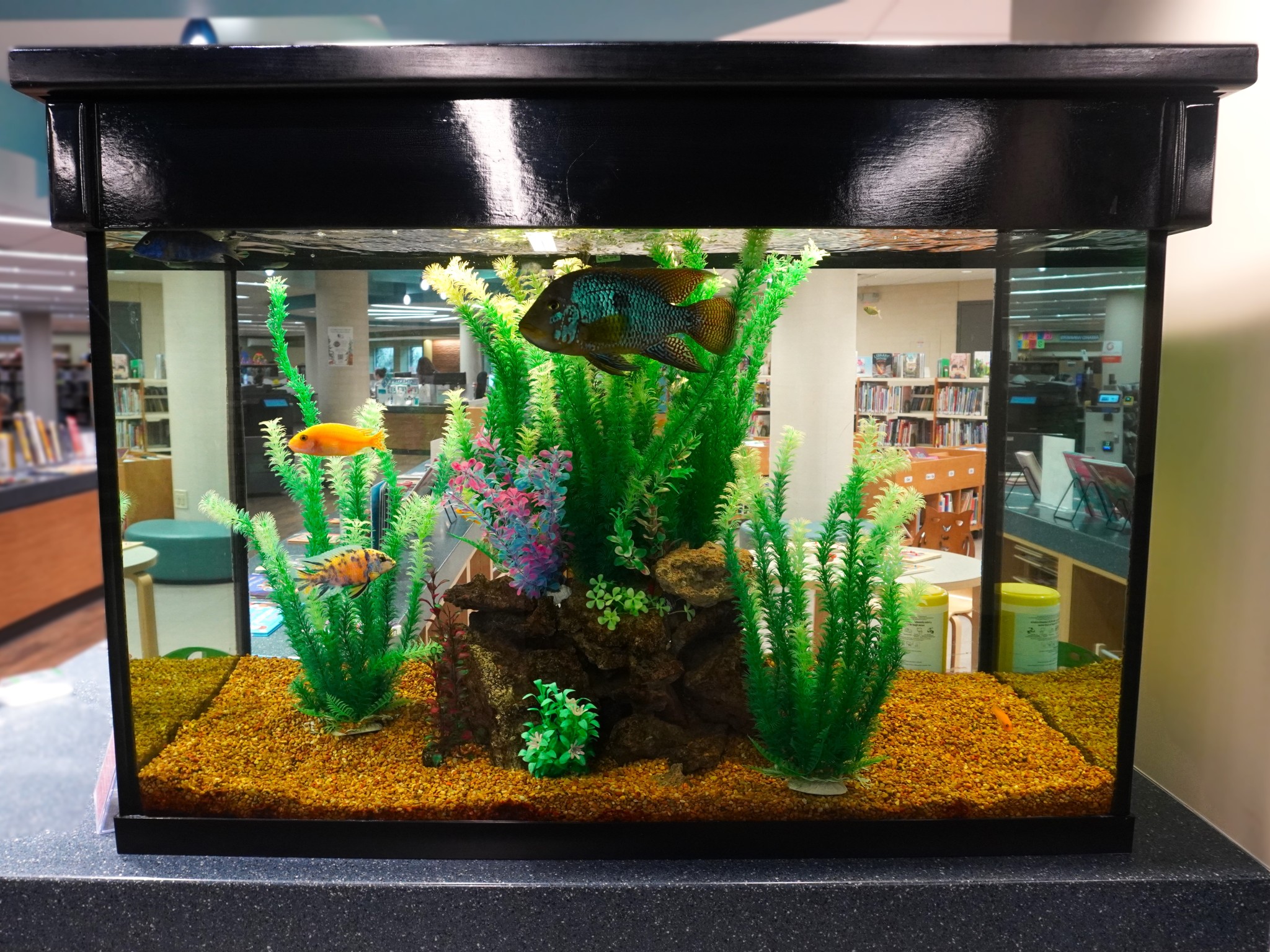 Large fish tank with several colorful fish in it.